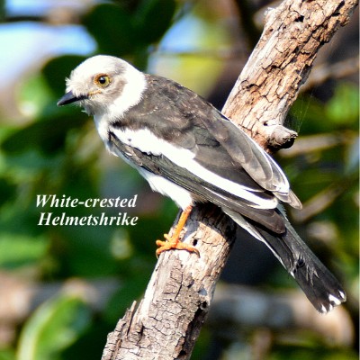 White-crested Helmetshrike